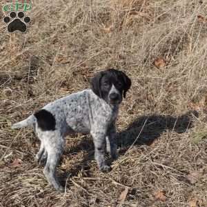 Rickey, German Shorthaired Pointer Puppy