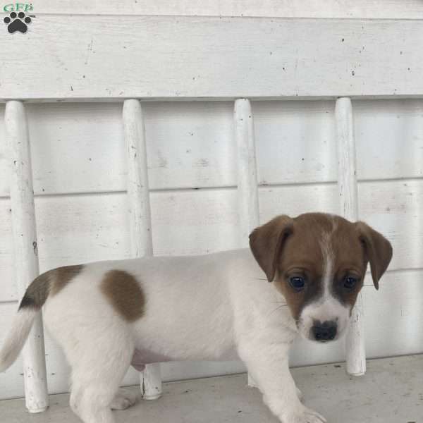 Trusty, Jack Russell Terrier Puppy