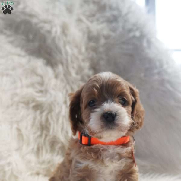 Slider, Cavapoo Puppy