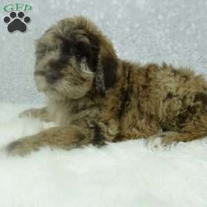 Rusty, Newfypoo Puppy