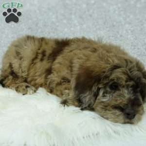 Rusty, Newfypoo Puppy