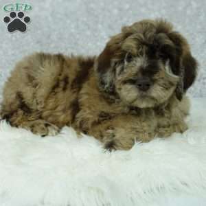 Rusty, Newfypoo Puppy