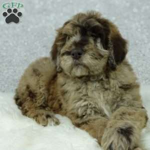 Rusty, Newfypoo Puppy