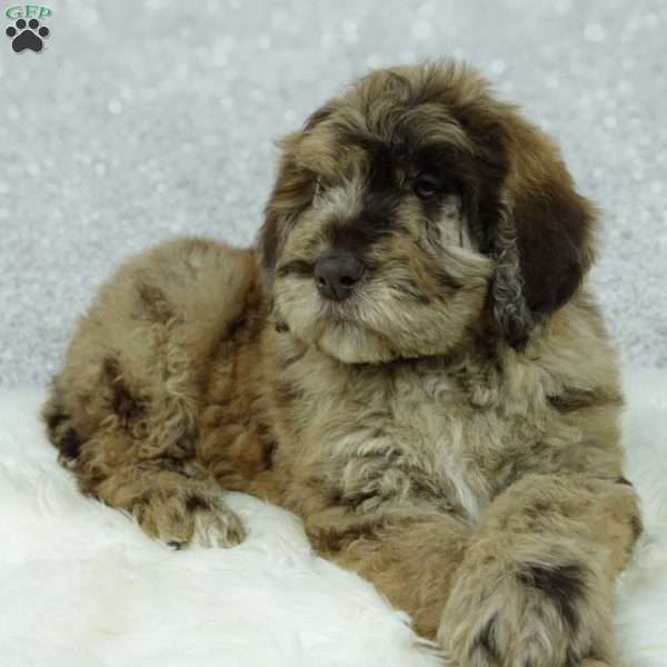 Rusty, Newfypoo Puppy