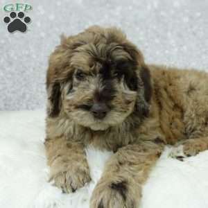 Rusty, Newfypoo Puppy