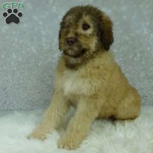 Nero, Newfypoo Puppy