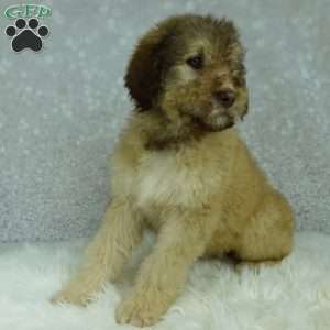 Nero, Newfypoo Puppy