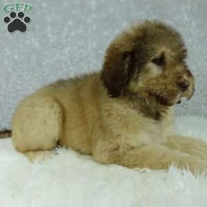 Nero, Newfypoo Puppy