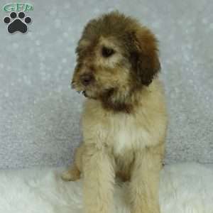 Nero, Newfypoo Puppy