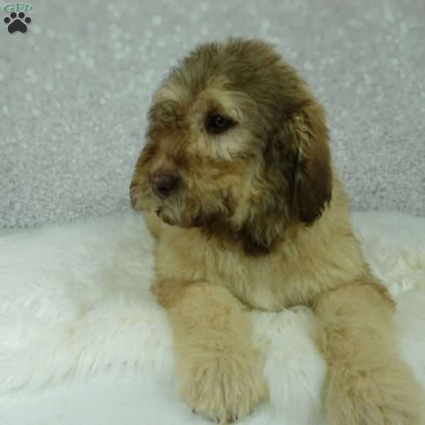 Nero, Newfypoo Puppy