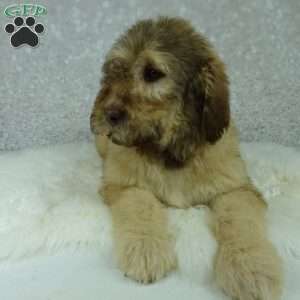 Nero, Newfypoo Puppy