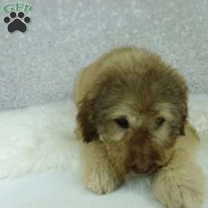 Nero, Newfypoo Puppy