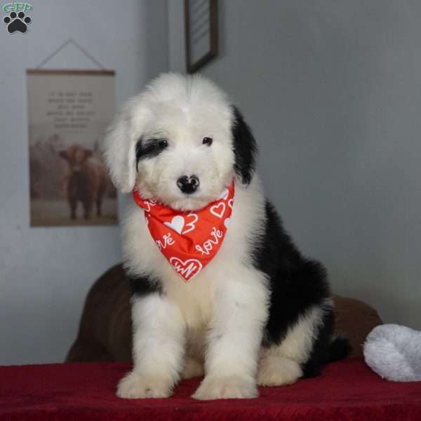 Ollie, Sheepadoodle Puppy