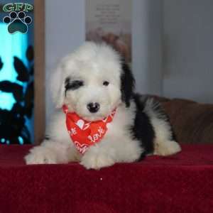 Ollie, Sheepadoodle Puppy