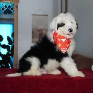 Ollie, Sheepadoodle Puppy