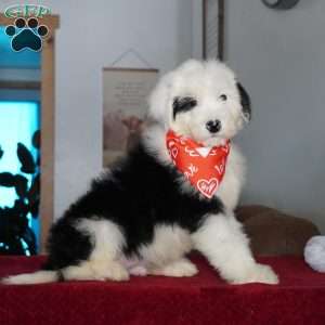 Ollie, Sheepadoodle Puppy