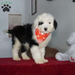 Ollie, Sheepadoodle Puppy