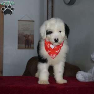 Ollie, Sheepadoodle Puppy