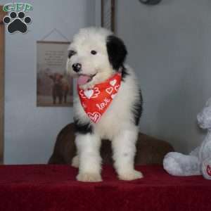 Ollie, Sheepadoodle Puppy