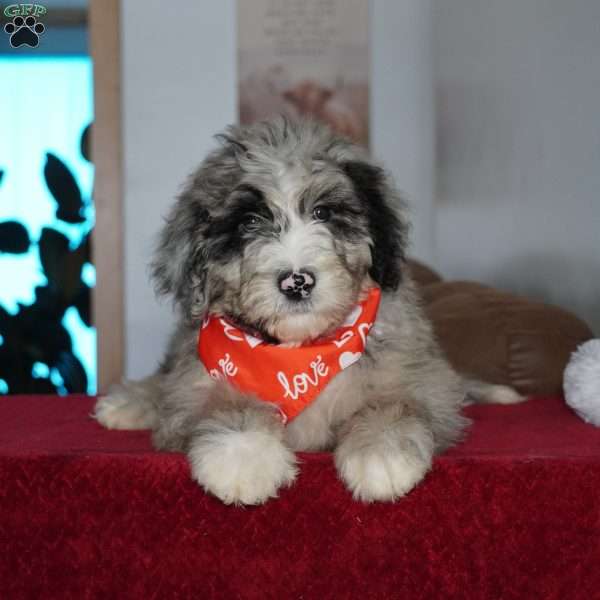 Aspen, Sheepadoodle Puppy