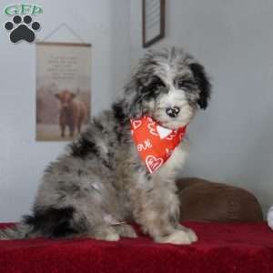 Aspen, Sheepadoodle Puppy