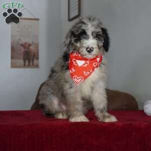 Aspen, Sheepadoodle Puppy