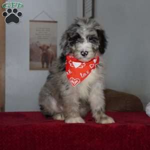 Aspen, Sheepadoodle Puppy