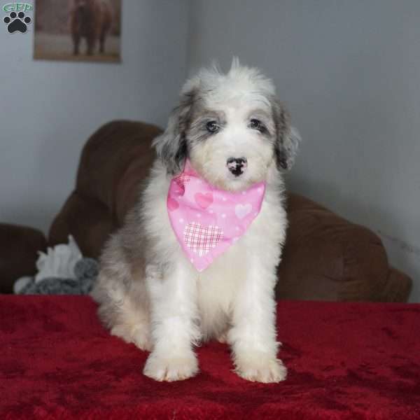 Skye, Sheepadoodle Puppy