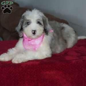 Skye, Sheepadoodle Puppy