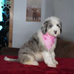 Skye, Sheepadoodle Puppy
