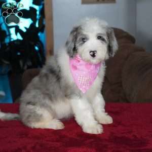 Skye, Sheepadoodle Puppy