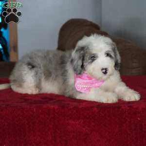 Skye, Sheepadoodle Puppy
