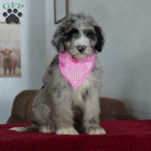 Nova, Sheepadoodle Puppy