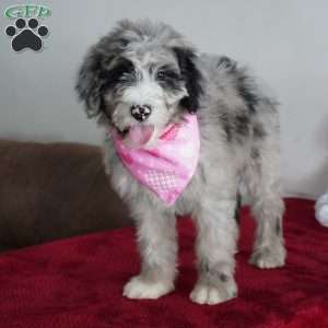 Nova, Sheepadoodle Puppy