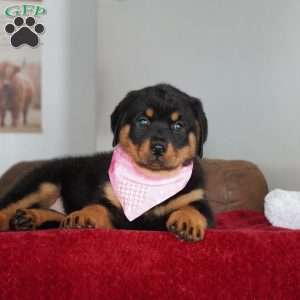 Bella, Rottweiler Puppy