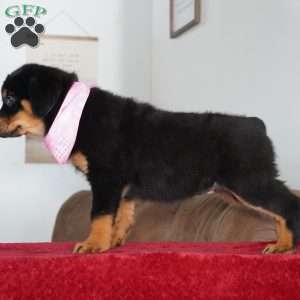 Bella, Rottweiler Puppy