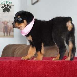 Bella, Rottweiler Puppy