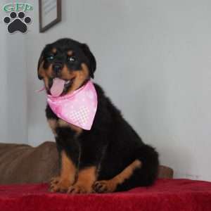 Bella, Rottweiler Puppy