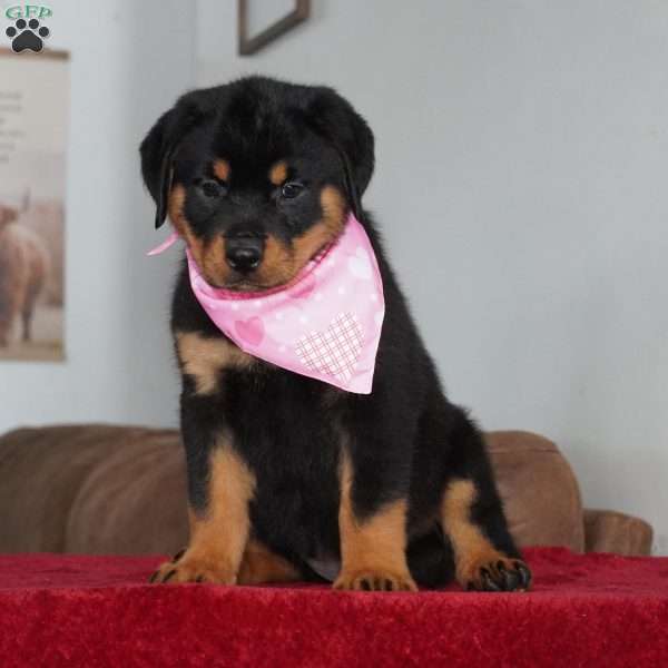 Bella, Rottweiler Puppy