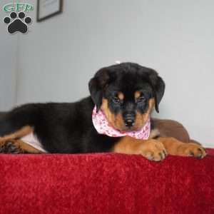 River, Rottweiler Puppy