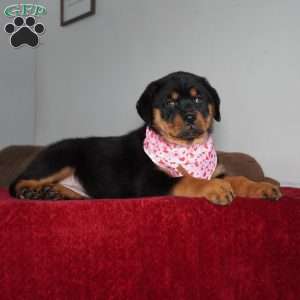 River, Rottweiler Puppy