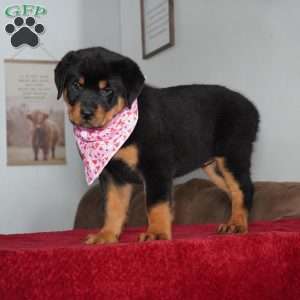Gabby, Rottweiler Puppy