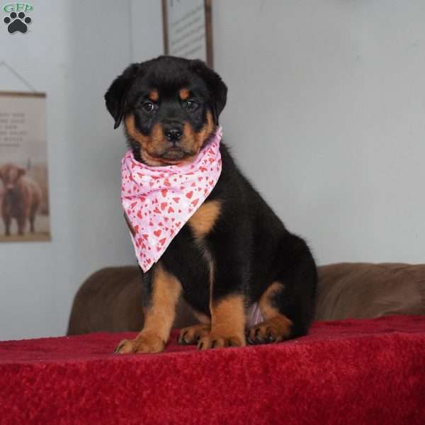 Gabby, Rottweiler Puppy