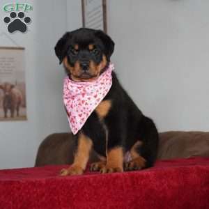Gabby, Rottweiler Puppy