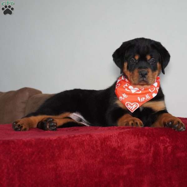 Rocky, Rottweiler Puppy