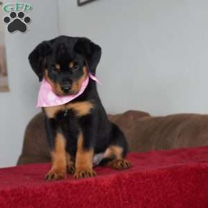 Sadie, Rottweiler Puppy