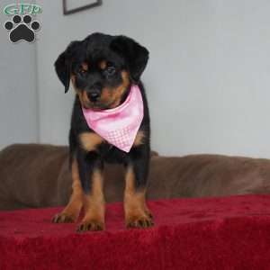 Sadie, Rottweiler Puppy