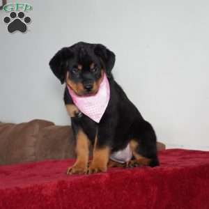 Sadie, Rottweiler Puppy