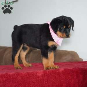 Sadie, Rottweiler Puppy