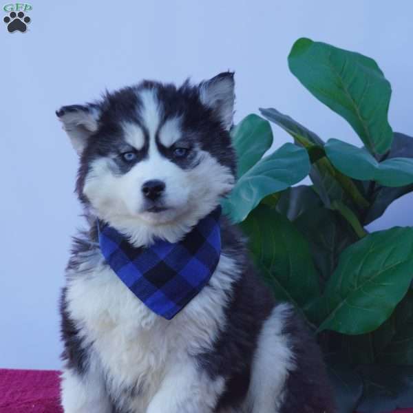 TIMBER, Siberian Husky Puppy